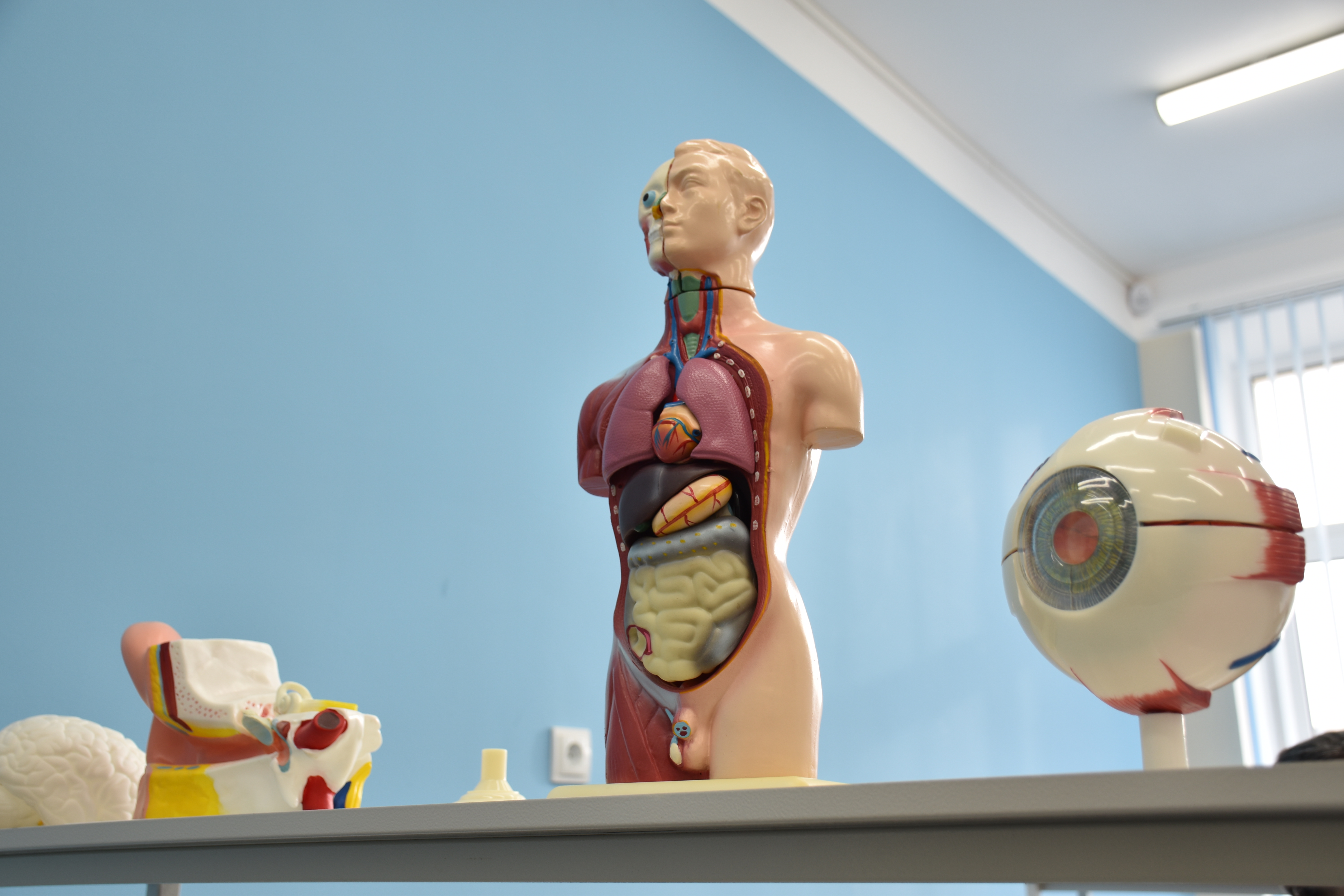 «Хочу, как ты»: для севастопольских школьников прошел урок профориентации медицинских профессий