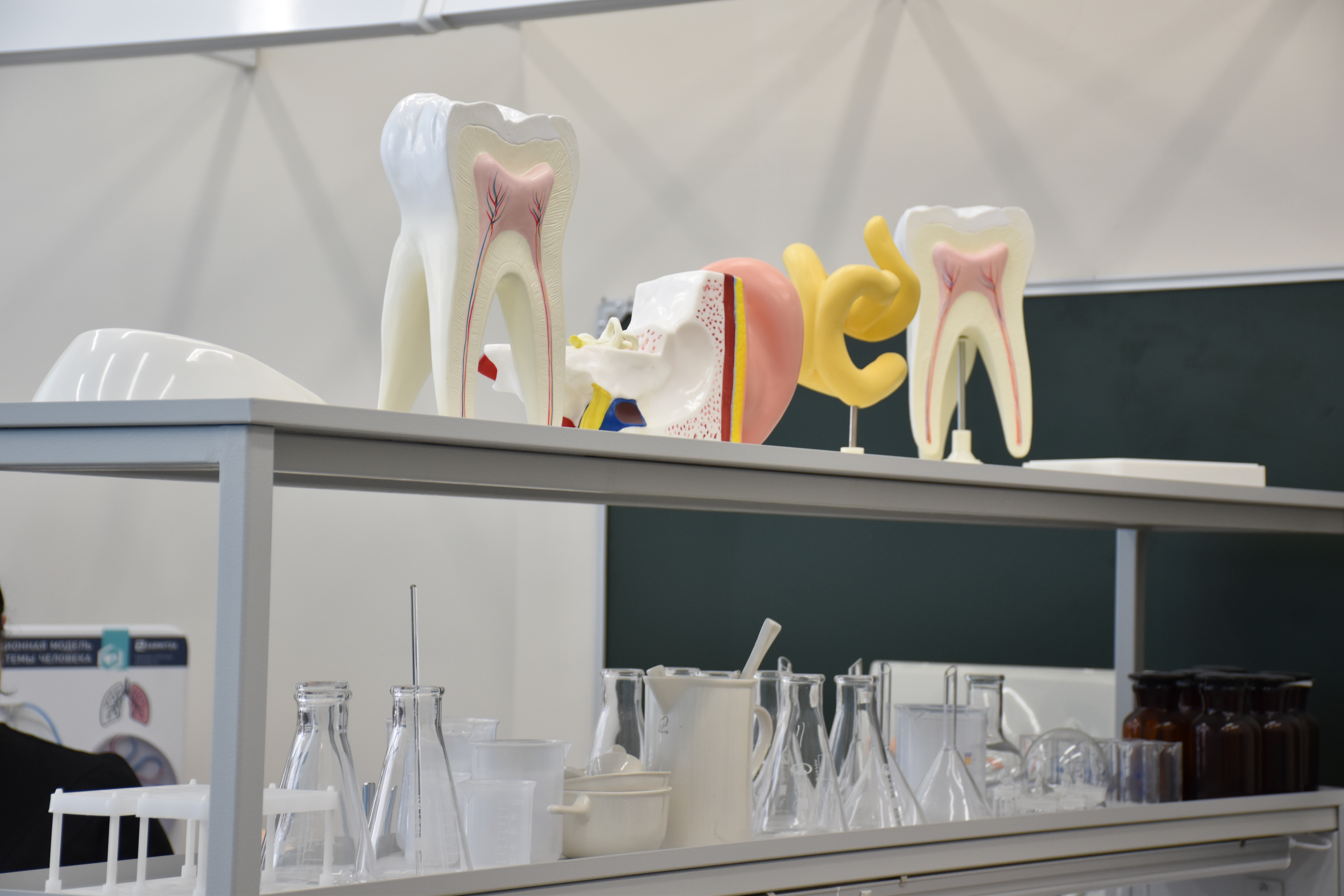 «Хочу, как ты»: для севастопольских школьников прошел урок профориентации медицинских профессий