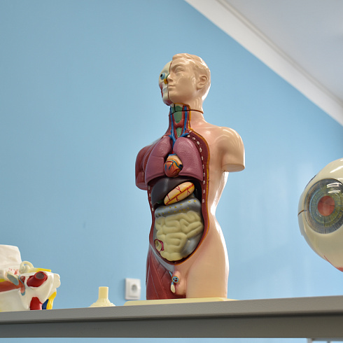 «Хочу, как ты»: для севастопольских школьников прошел урок профориентации медицинских профессий